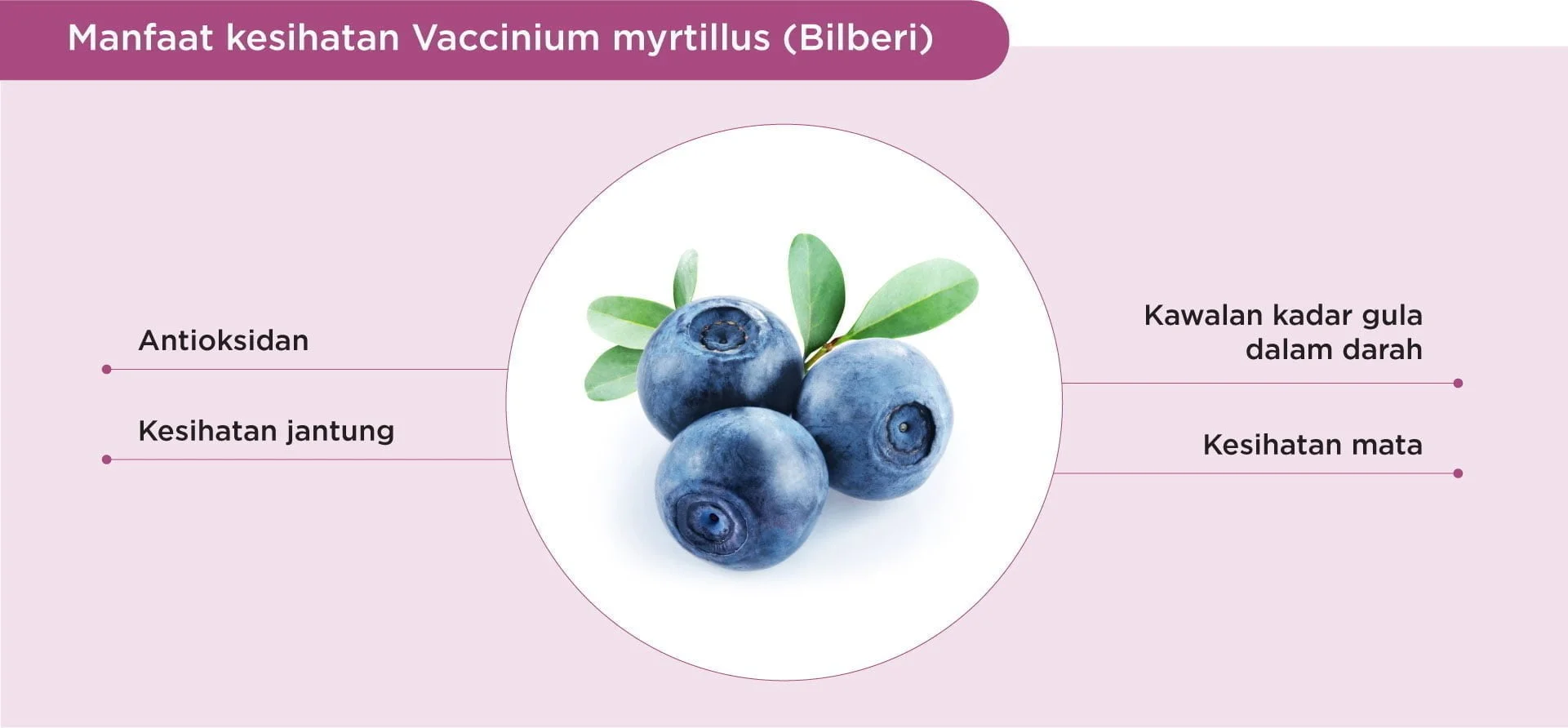 Benefits of Bilberry