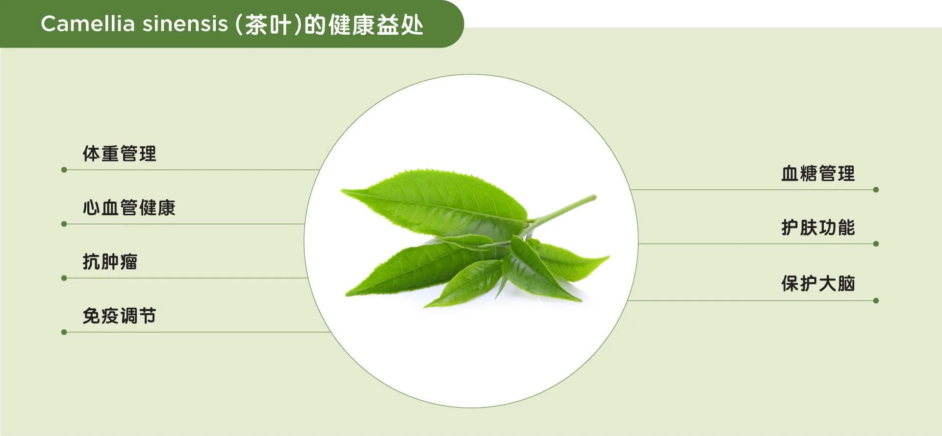 Benefits of green tea