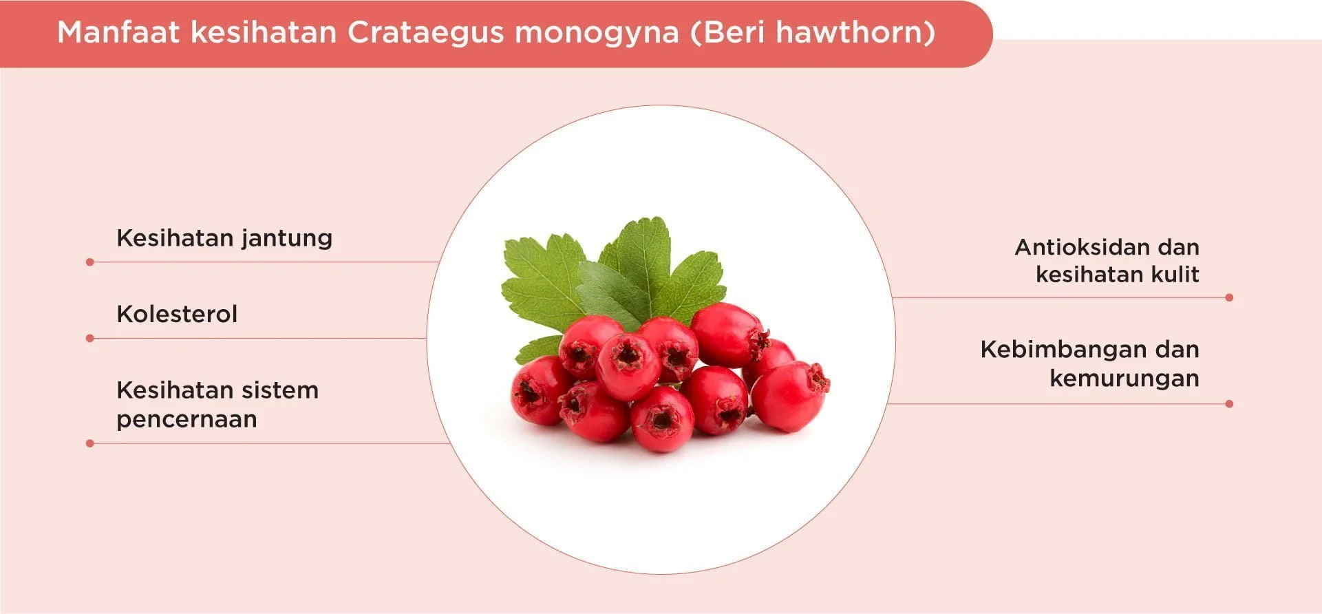 Benefits of Hawthorn berry