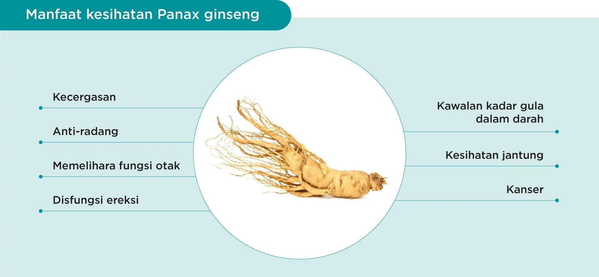 Benefits of Panax ginseng