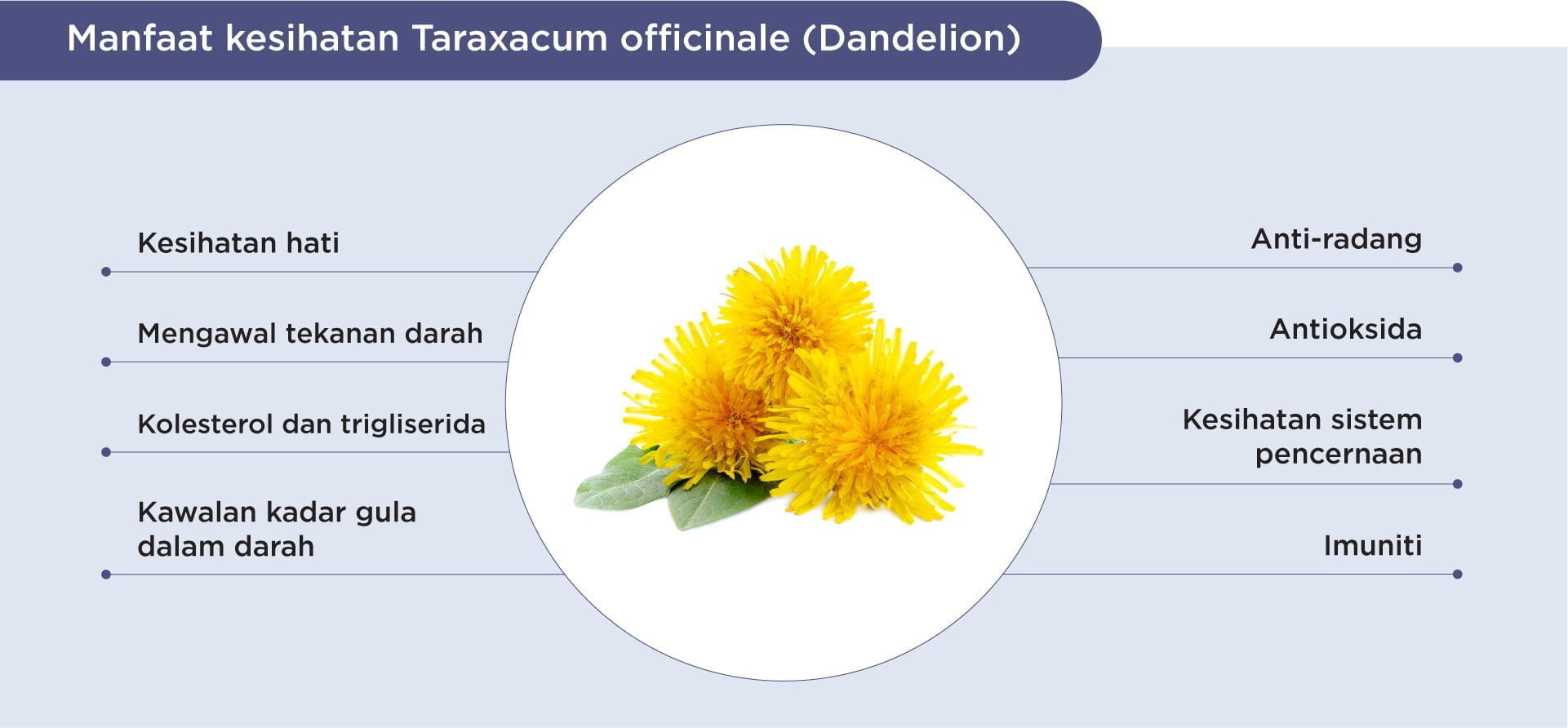 Benefits of dandelion