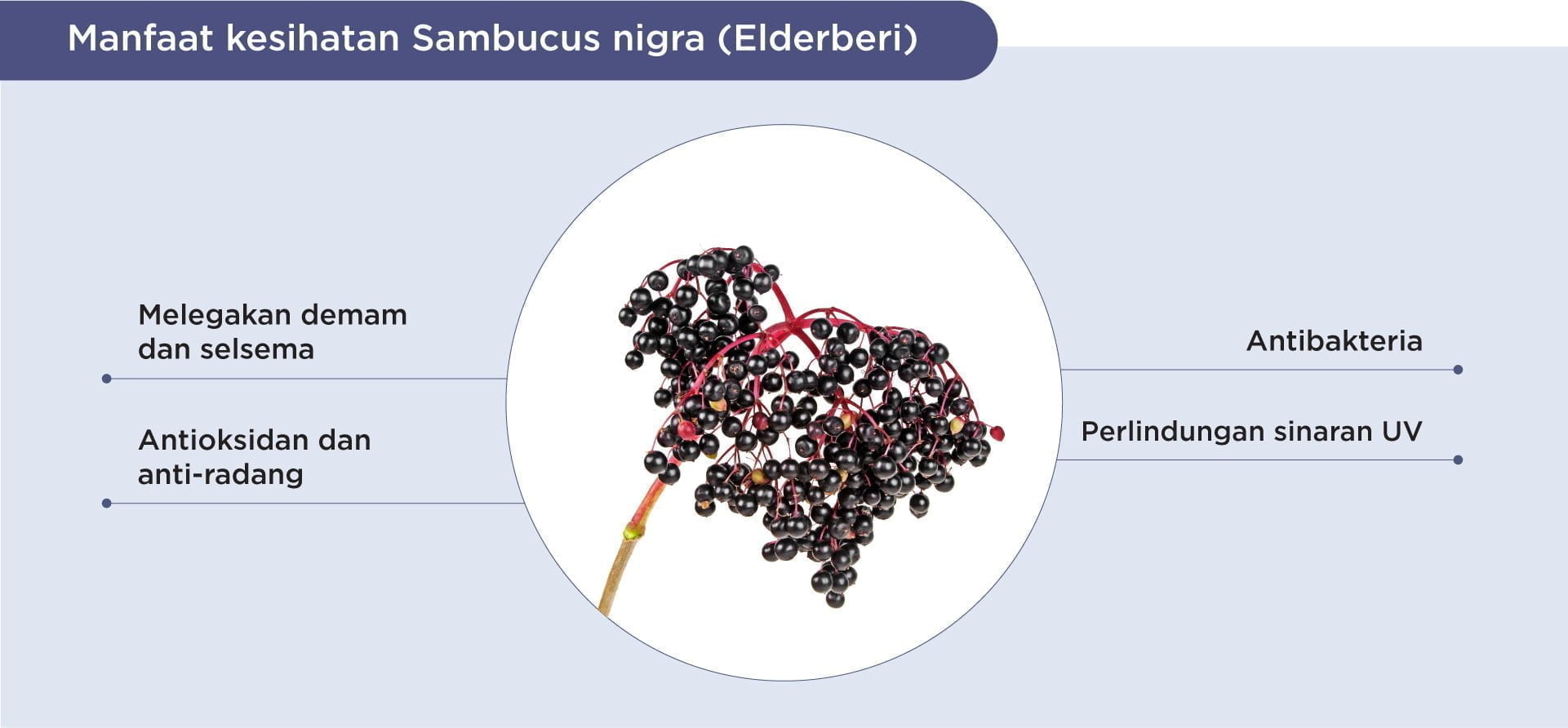 Benefits of elderberry