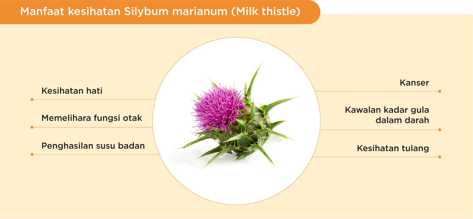 Kebaikan milk thistle