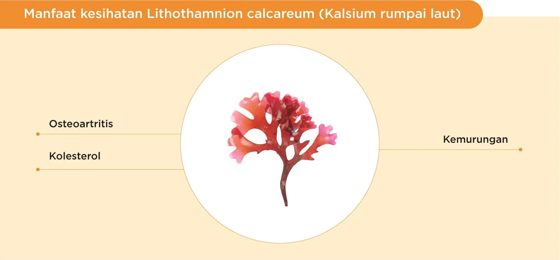 Benefits of seaweed calcium