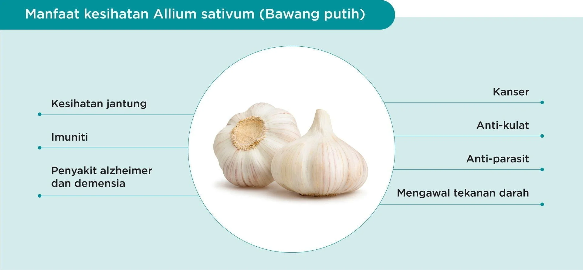 Benefits of garlic