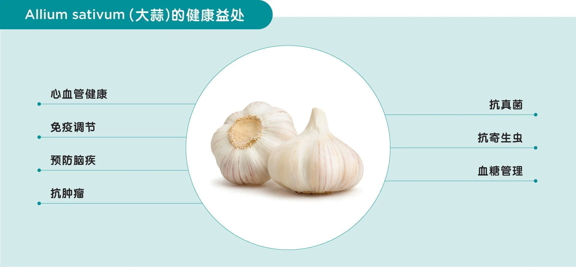 Benefits of garlic
