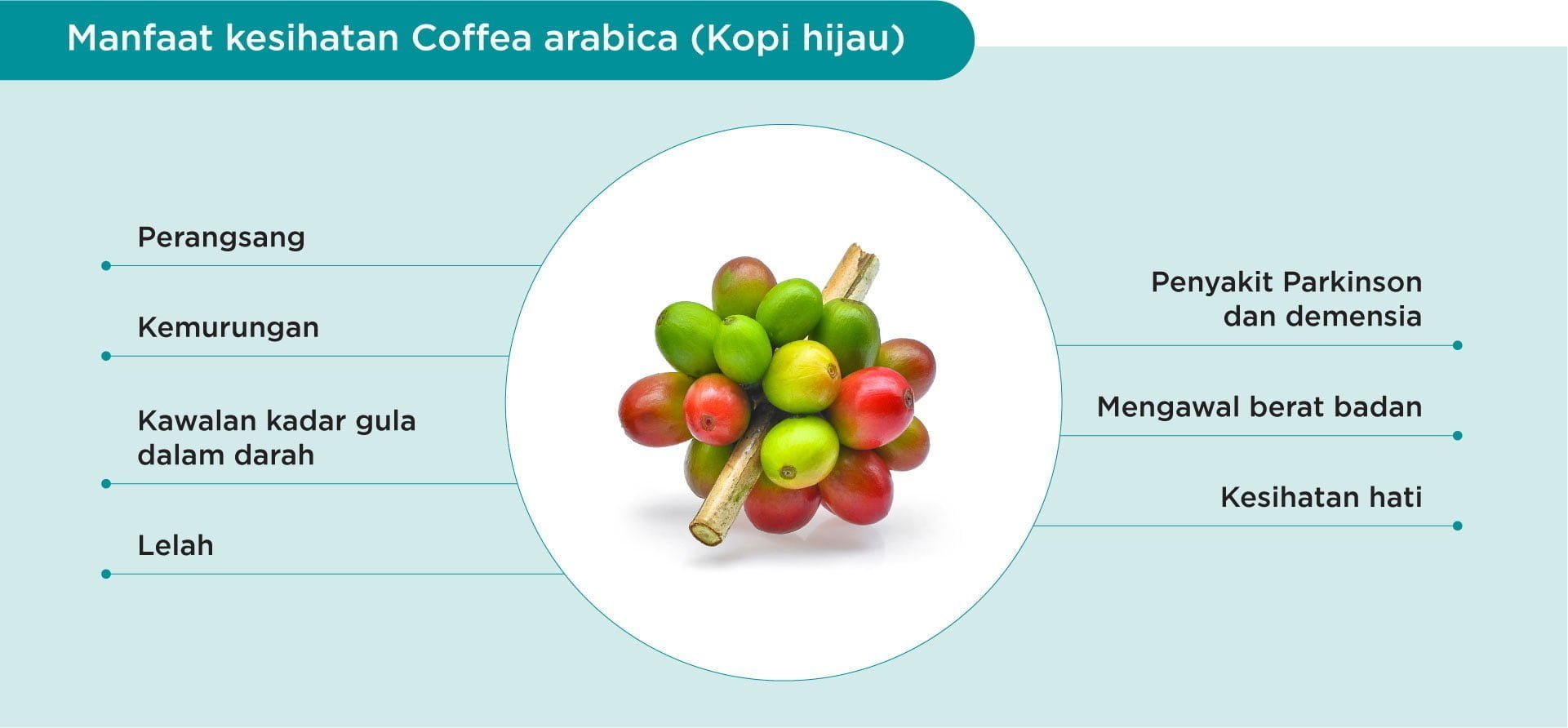 Benefits of green coffee berry