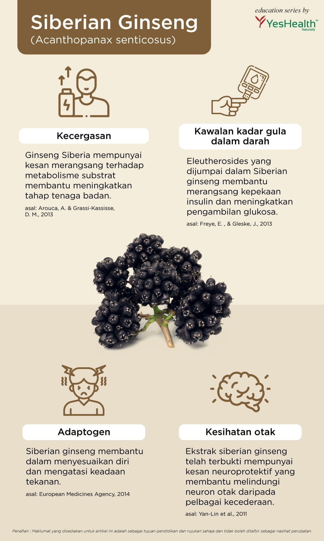 Benefits of Siberian ginseng