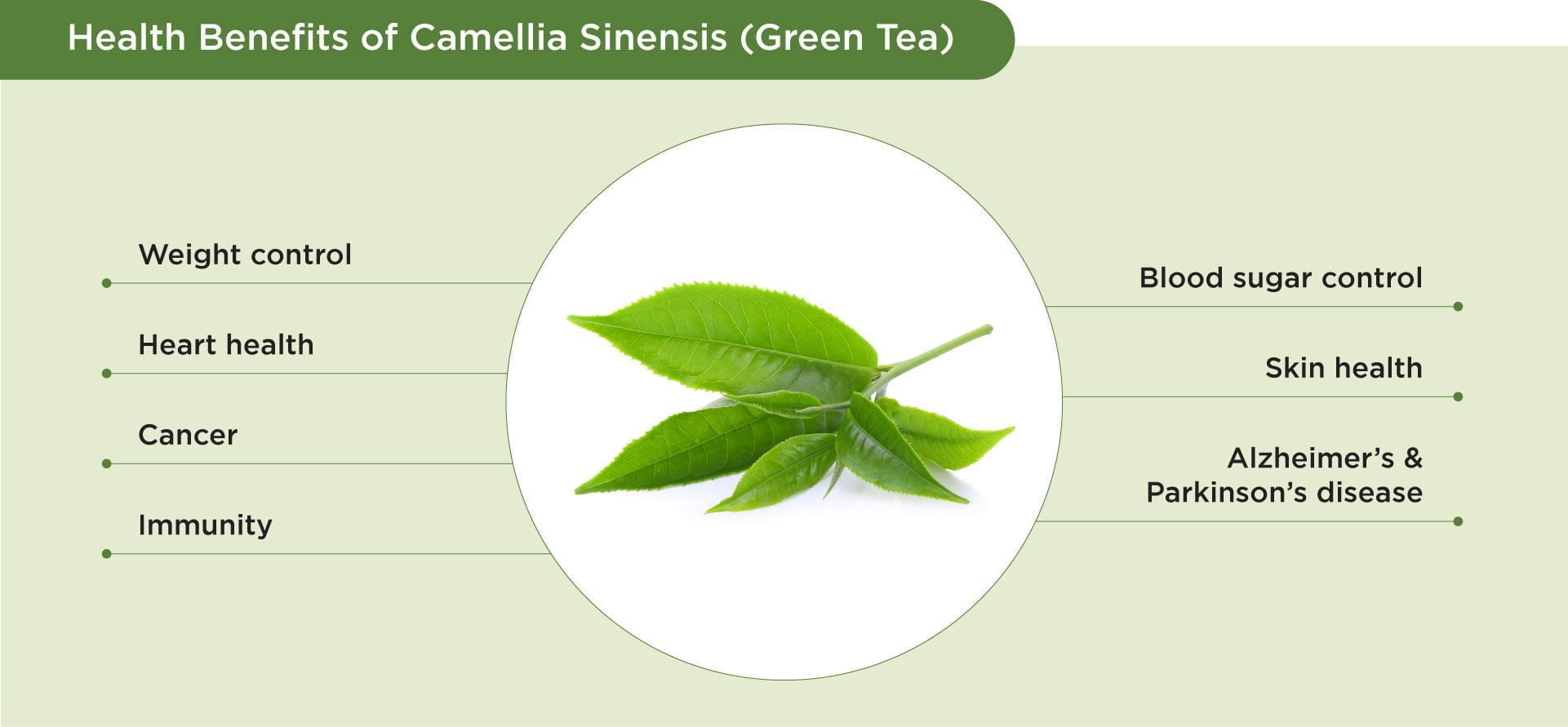 Camellia Sinensis (Green Tea) - YesHealth Supplement Mall