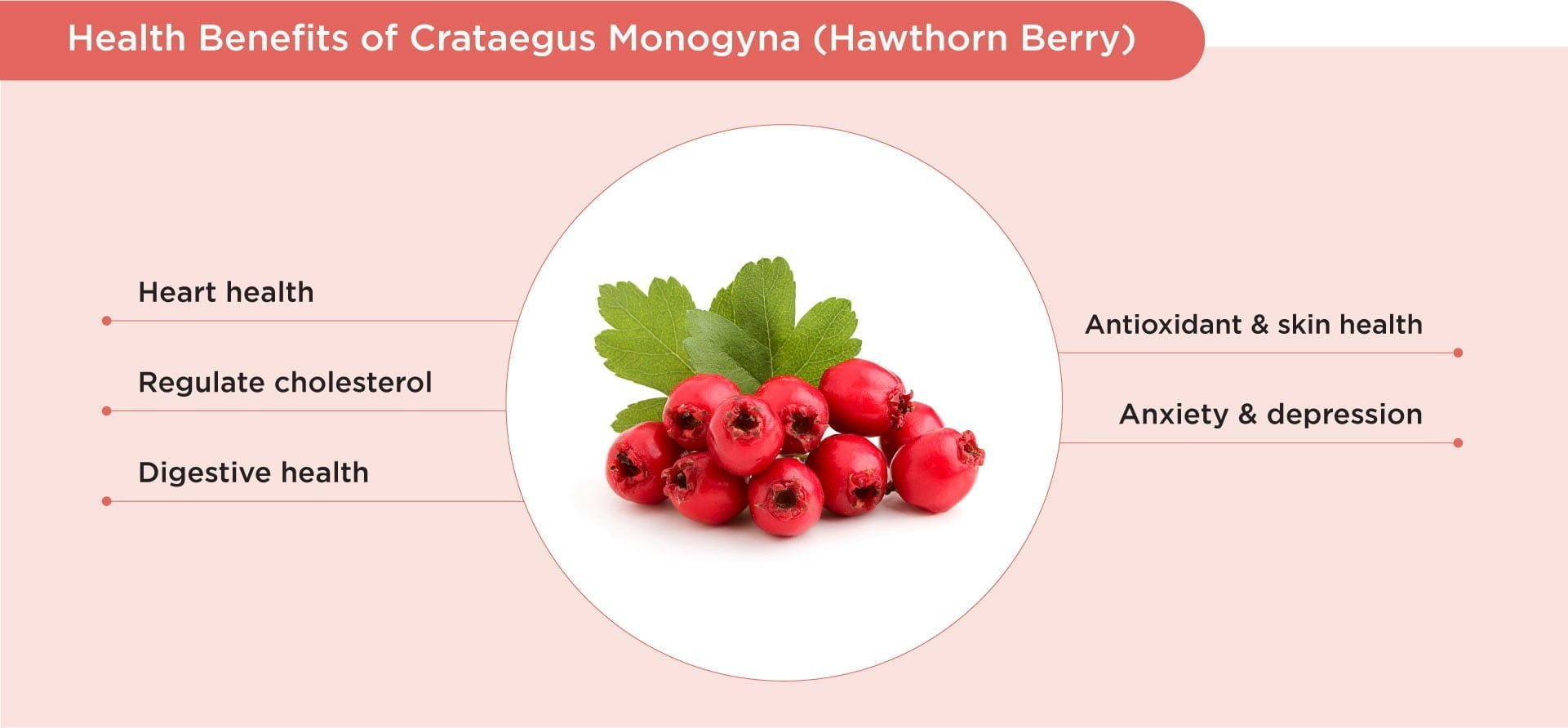 Benefits of Hawthorn berry