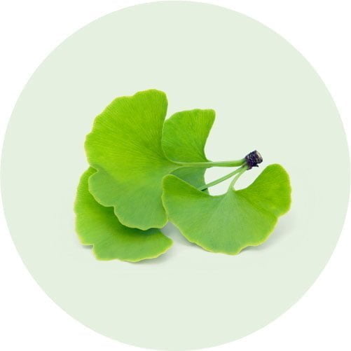 Ginkgo