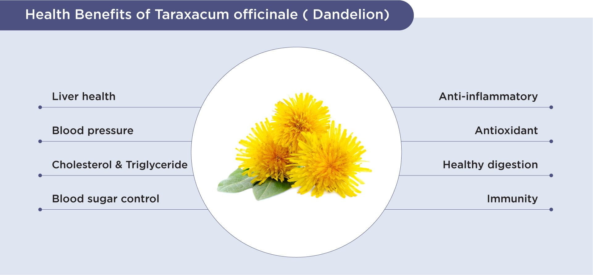 Benefits of dandelion
