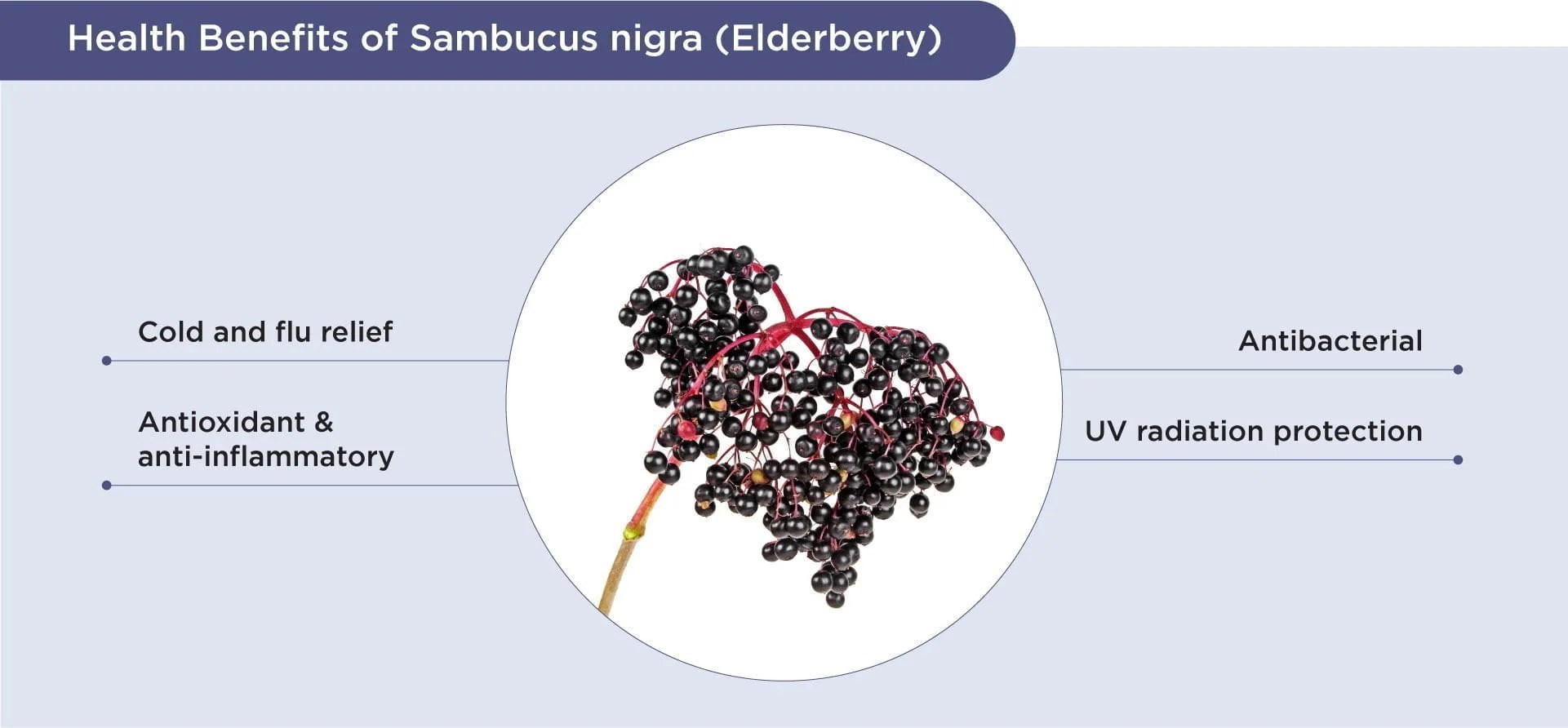 Benefits of elderberry